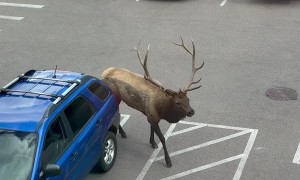 Estes Park Elk Rams Parked Car