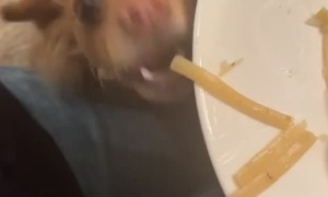 Linguine Sneak Attack