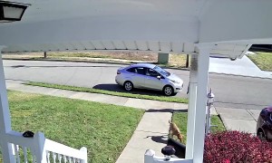 Excited Dog Jumps From Second-Story Window