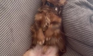 Wiener Dog Gangnam Style