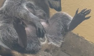 Not So Innocent Raccoon