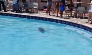 Capybara Swimming in a Pool