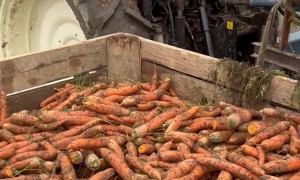 Carrot Harvesting