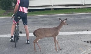 Baby Deer Follows Cyclist Down the Road