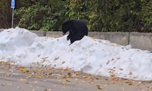 Black Bear Playing Peacefully in the Snow