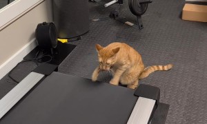 Harpo's Treadmill Workout