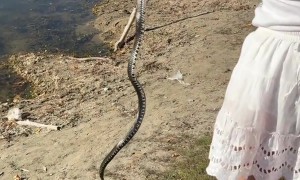 Frog Rescued From a Snake's Jaws