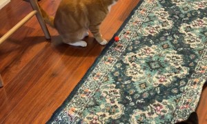 Orange Cat Jumps Straight Up in the Air Chasing a Bouncy Ball