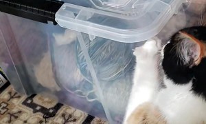 Cat Discovered My Yarn Stash