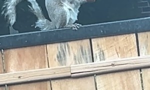 Squirrel Hits the Jackpot With a Chicken Wing