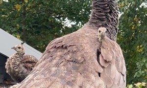 Baby Peacock Peek-a-Boo
