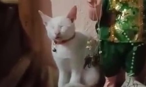 Cat Sleeps Upright at an Altar