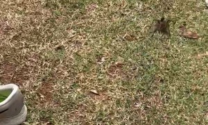 Spider Hiding in Sneaker