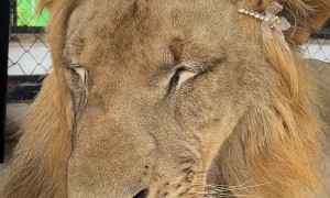 Handsome Lion's Pretty Hair Bow