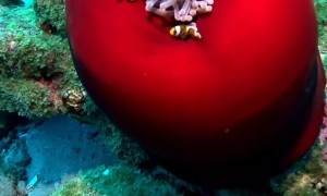 Sleeping Sea Anemone