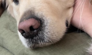 Blind Dog's Reaction to Cat's Loving Kiss