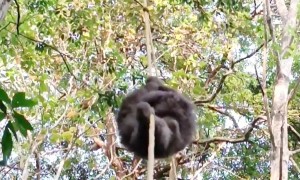 Smart Sloth Mom Uses Rope To Rescue Baby
