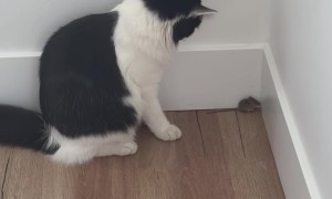 Cat Bats At Befriended Mouse