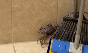 You Ain’t Ever Been Trapped With a Blue Crab