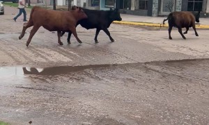 Cows Parade Down Empty Street