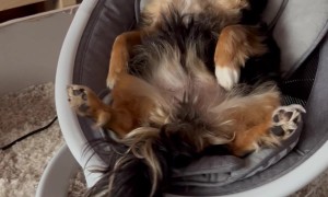 Baby and a Dog Chilling