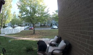 Kicking A Lantern Fly Goes Badly