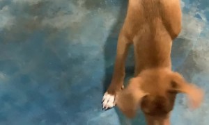 Curious Pup Gets a Bug Bite