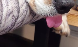 Lazy Dog's Blep Mode Engaged