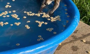 Raccoon Kit in the Kiddie Pool