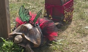 Fundraising Tortoise Fairy Takes A Lunch Break