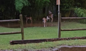 Mama Deer and Fawns Play in Puddle
