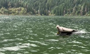 A Seal Afloat on a Log Boat