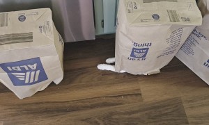 Orange Cats in "Battle Bags"