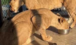 Feeding a Lion By Hand