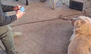 Sheep Caught With Her Head in the Feed Bag