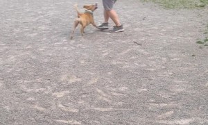 Pitbull Loves to Swing