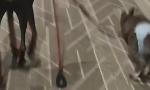 Dog Walking a Wallaby