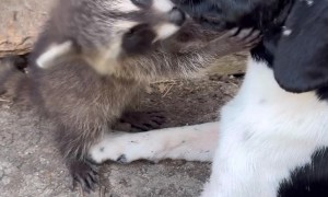 Curious Raccoon Kit Adores Pup
