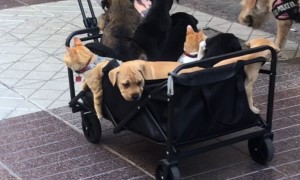 Puppies and Cats on a City Stroll