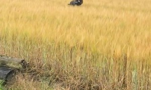 Staffy Prances Through the Field