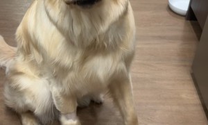 Golden Retriever Doesn't Like Taking Pills