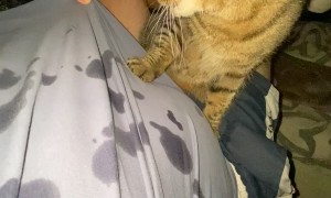 Cat Drools All Over Owner