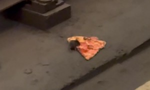 DC Metro Pizza Rat