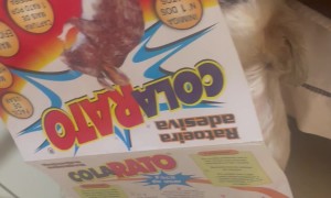 Shih Tzu Gets Her Face Stuck to a Glue Trap