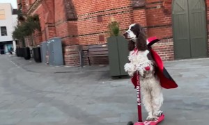 Bonnie Scoots and Spooks for Halloween