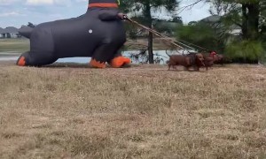 Dachshund Halloween Costume