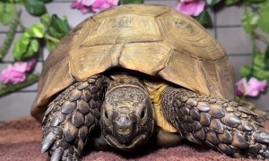 Shelly the Tortoise Is 40 Years Old and Still Glowing