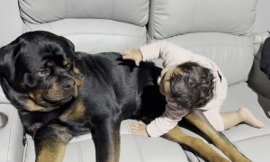 Toddler and Puppy Play on the Couch
