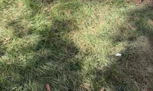 Sherman Doesn't Want to Be Saved