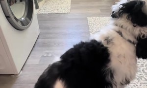 Dunkin the Twerking Dog